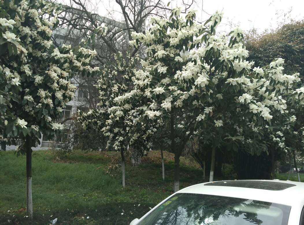 开大白花的树叫什么名字,现在正开的,叶子有点像玉兰