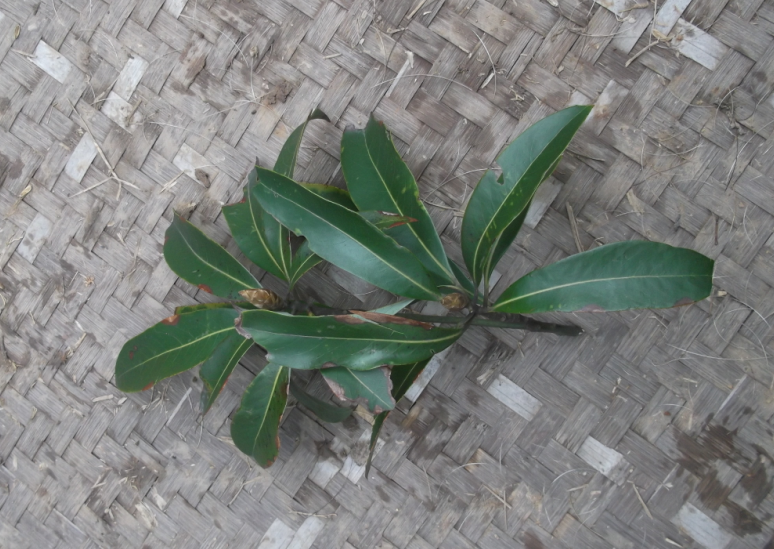 这是树的叶子,树的胸径大概是40cm,如果是楠木,具体是哪个种类