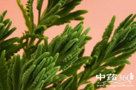 松树叶子有什么作用?