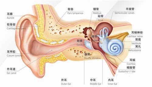 三块听小骨之间由韧带和关节衔接,组成为