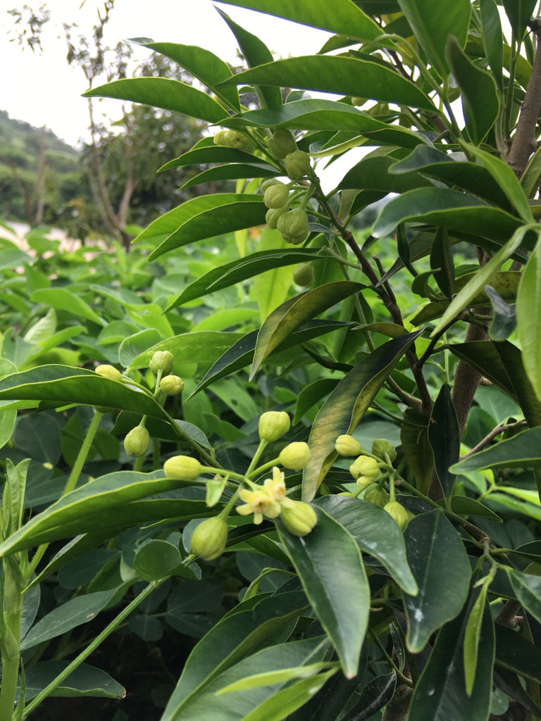 自己种植沉香树