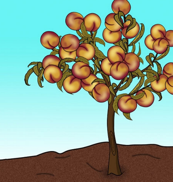 小桃树图片卡通可爱图片