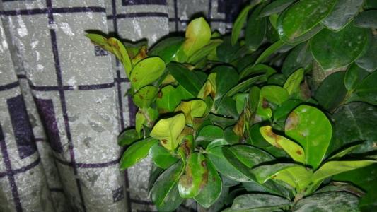 印度榕叶子发黄图片